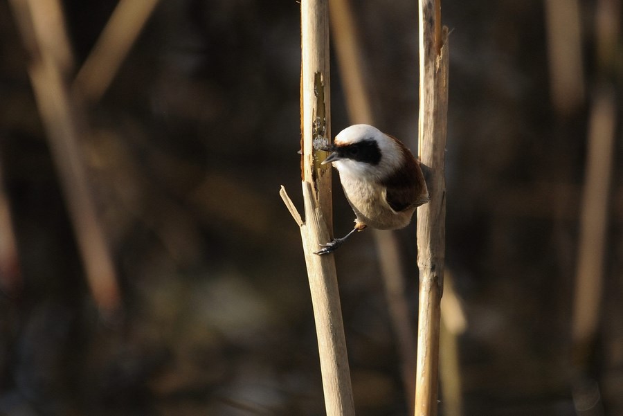 La dieta del panda (foto-racconto)